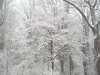snowfall.jpg