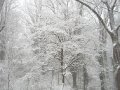 snowfall.jpg