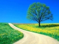 spring road field