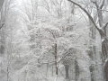 snowfall.jpg